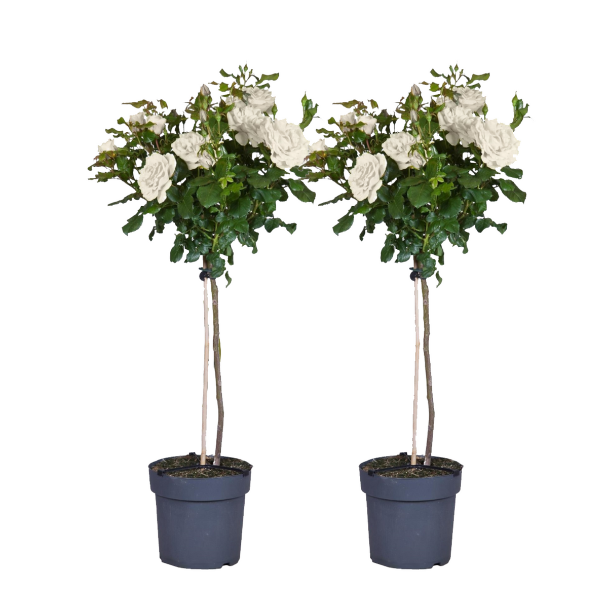 Palace Rose - Height 80-100cm - ⌀19cm | Set of 2 | White