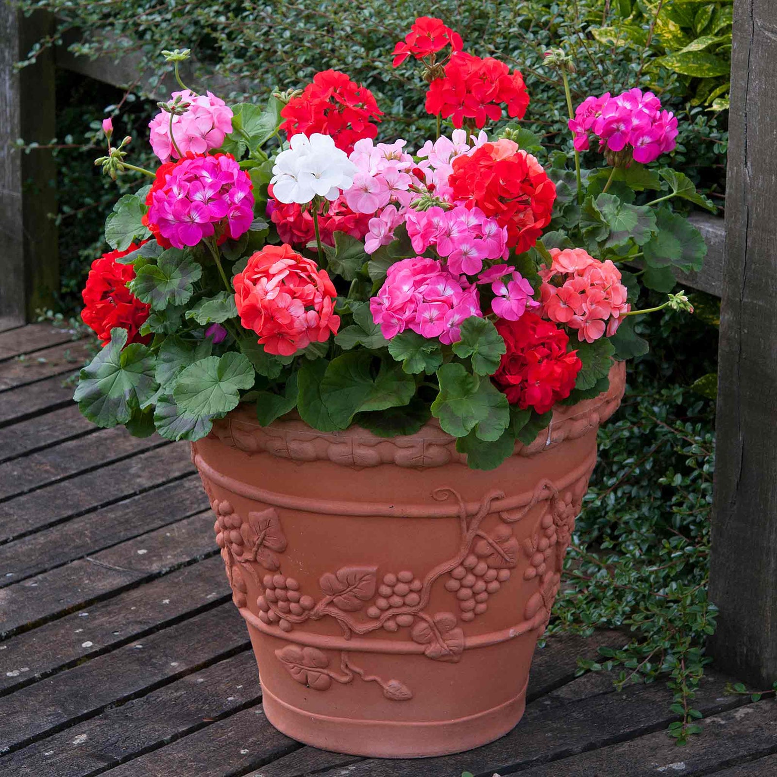 Geranium 'palladium F1 Mixed' | 60 x Pro Grower Plugs | Multi