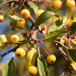 Malus Transitoria Crab Apple Tree 6ft Tall Supplied In A 12 Litre Pot