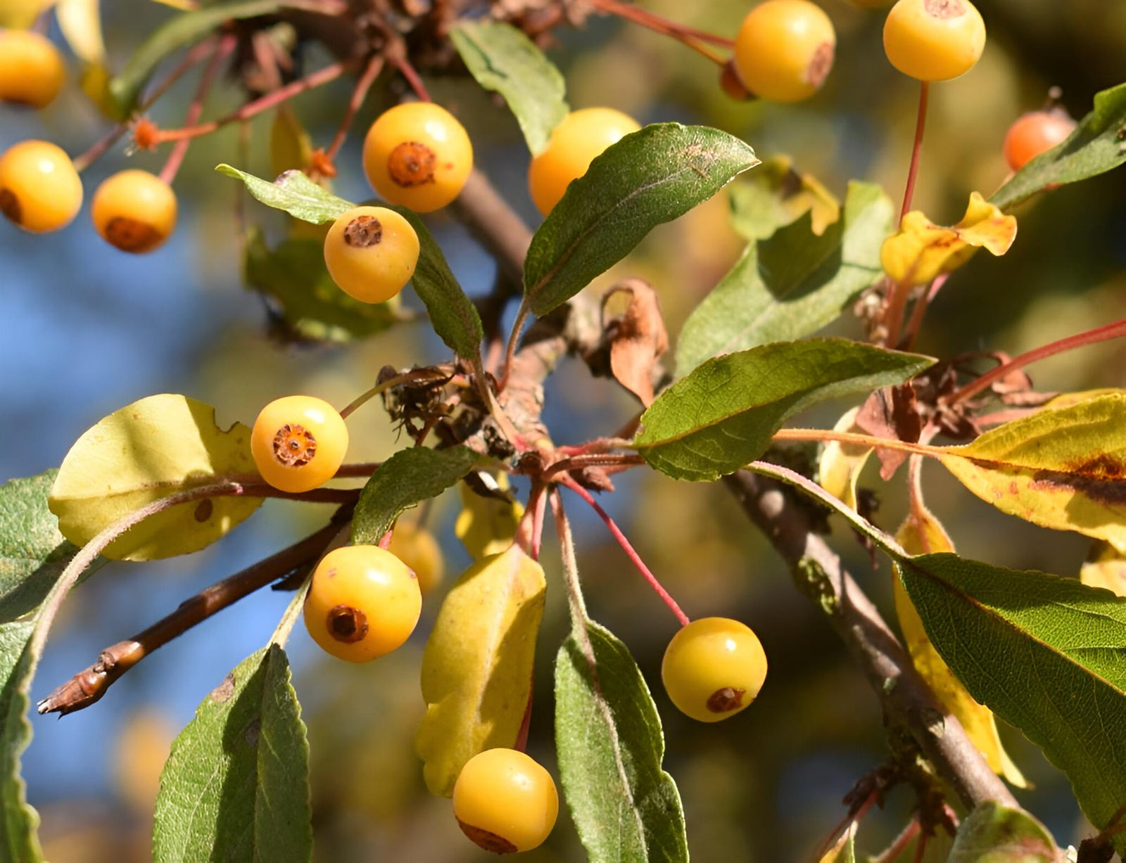 Malus Transitoria Crab Apple Tree 6ft Tall Supplied In A 12 Litre Pot