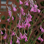 Dierama Pulcherrimum 'wind Nymph Cameo' – Pink Angel's Fishing Rod | 1 x 2L | Pink
