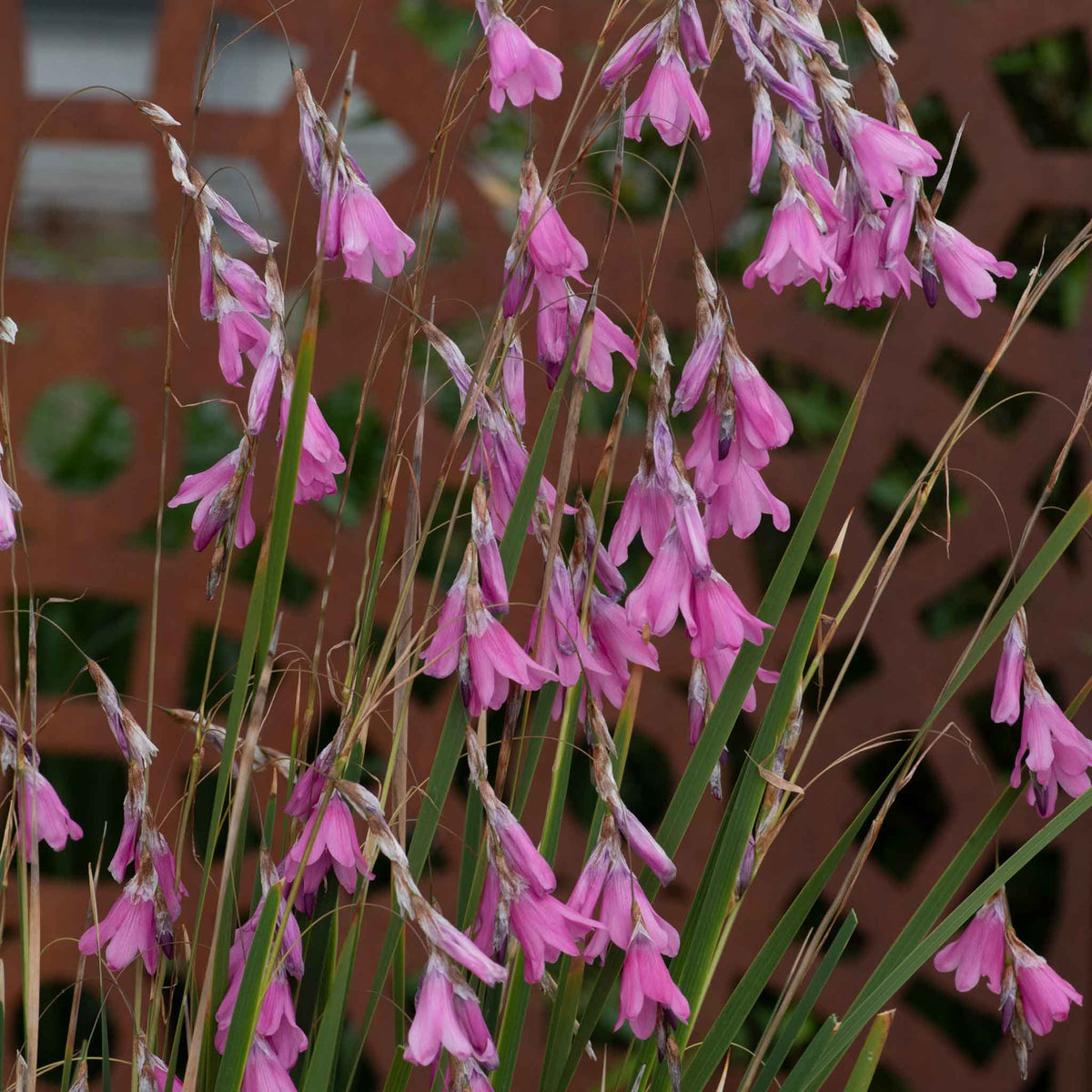 Dierama Pulcherrimum 'wind Nymph Cameo' – Pink Angel's Fishing Rod | 1 x 2L | Pink