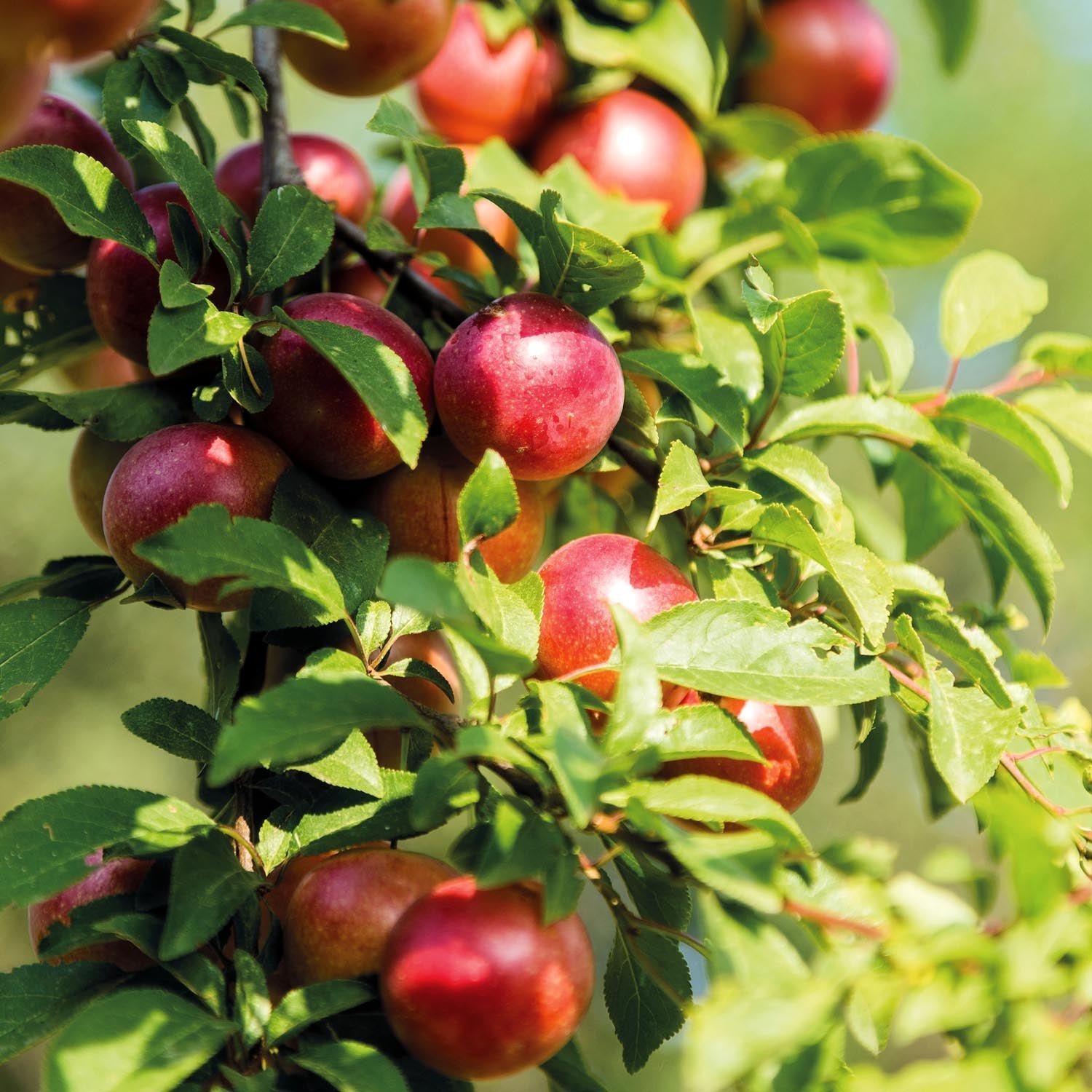 Plum Tree 'lizzie' Japanese Plum With Blood-red Flesh | 1 x Bare Root | Purple