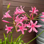 Nerine Bowdenii Bulbs 5-pack Pink Late-summer Blooms | 5 x Bulbs | Pink