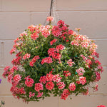 Verbena 'showboat Mango' Orange Bedding Plant | 12 x Plug Plants | Multi Colour