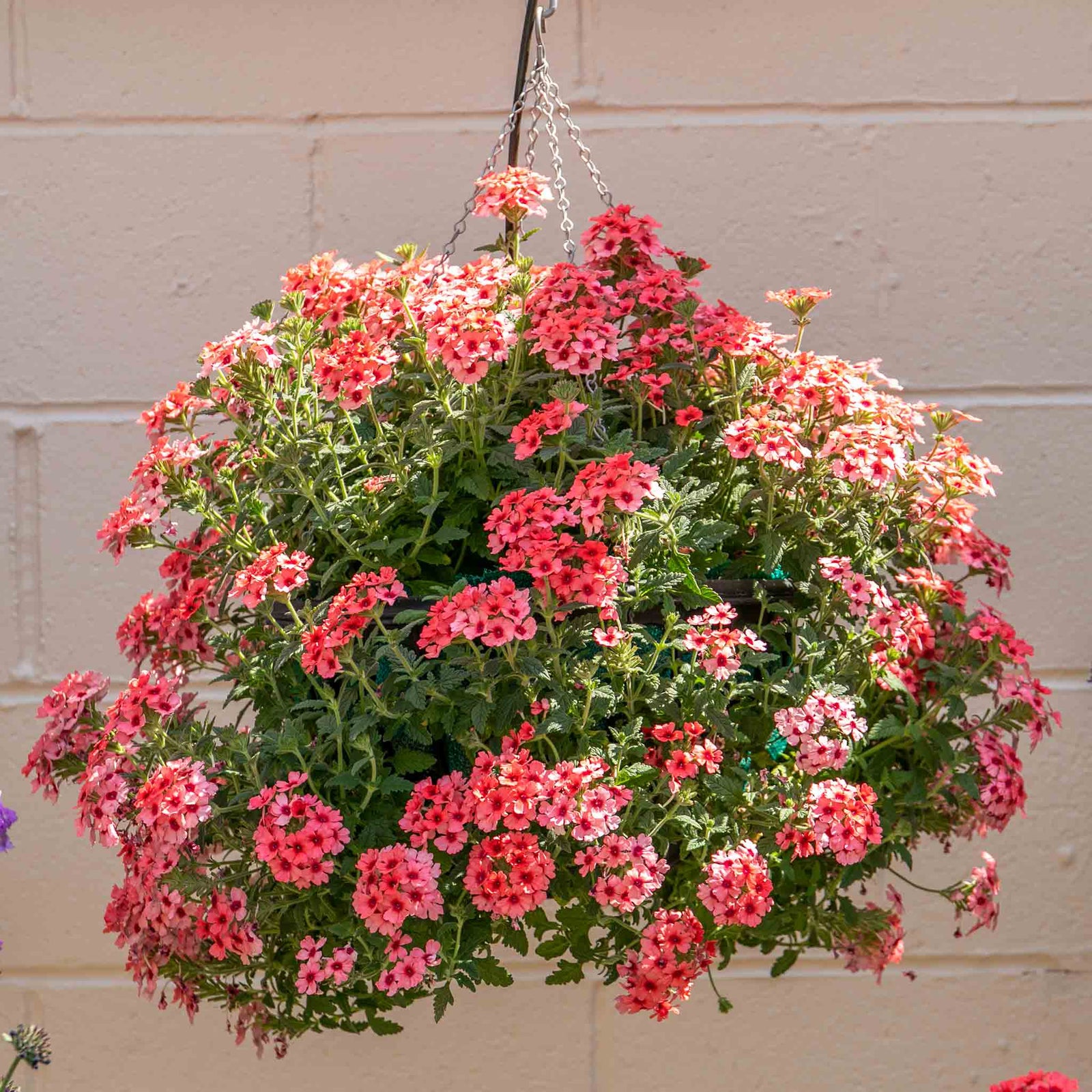 Verbena 'showboat Mango' Orange Bedding Plant | 12 x Plug Plants | Multi Colour