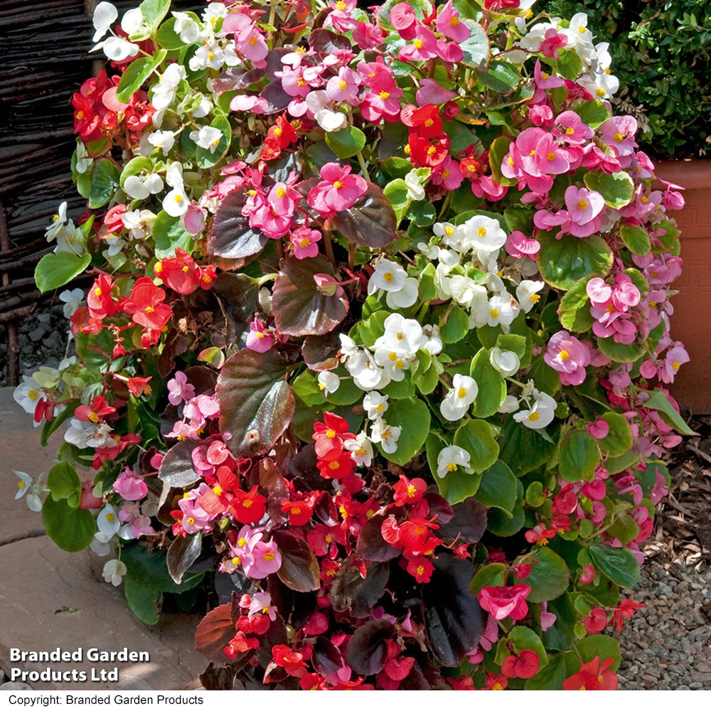 Begonia Organdy Mixed (t&ms Choice) Garden Ready Plants | 24 x Garden Ready Plants