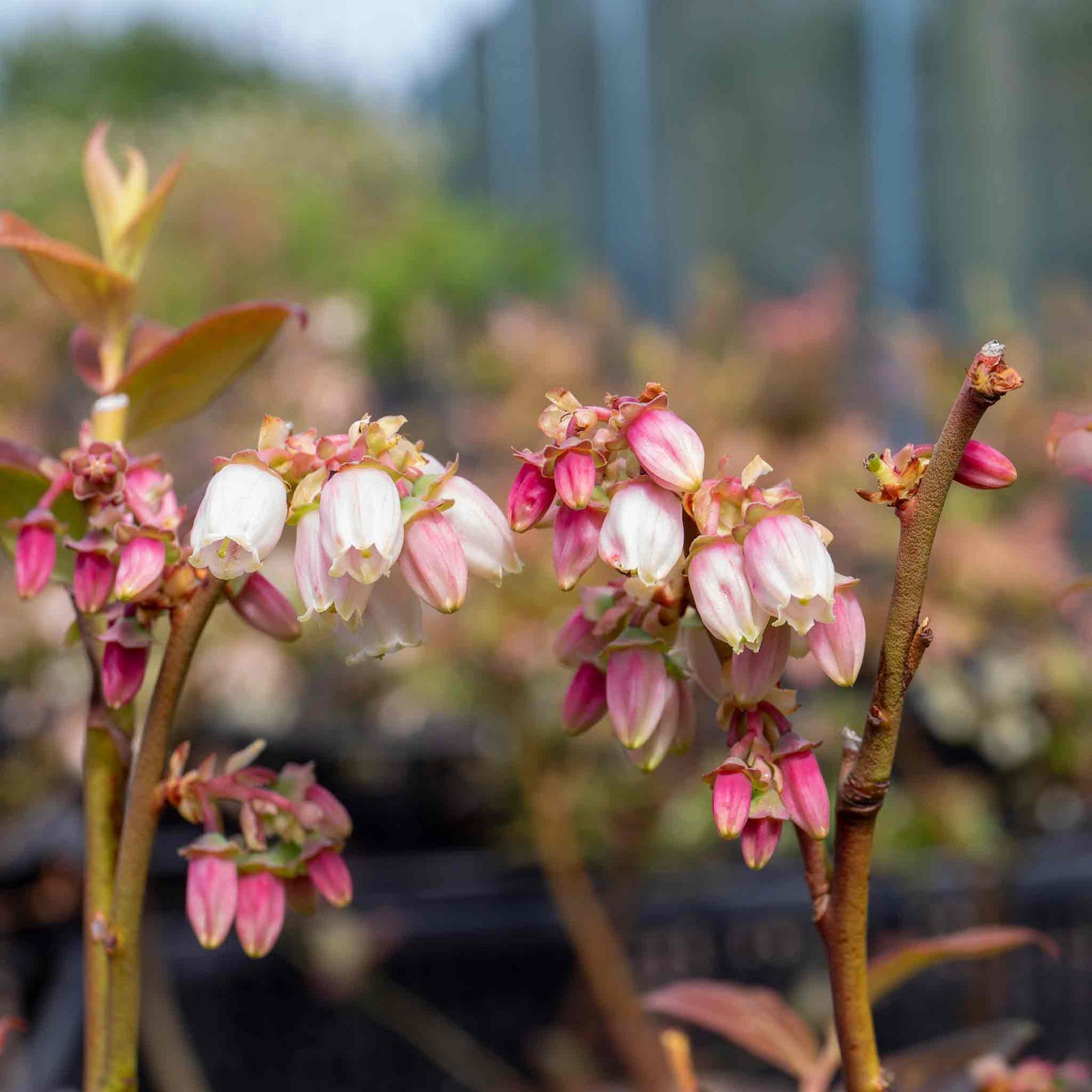 Blueberry 'pink Berry' - Compact Pink-fruited Blueberry Plant | 5l