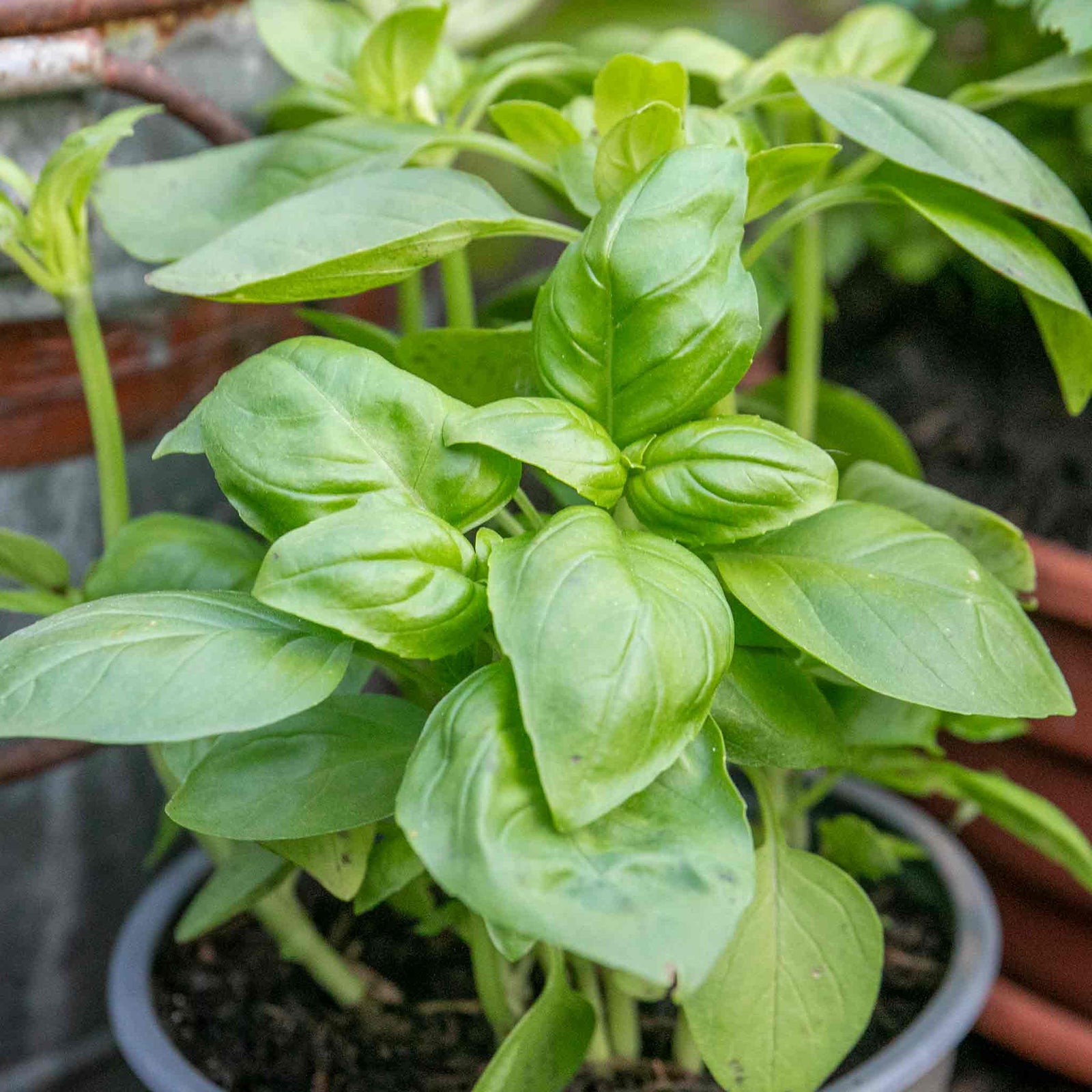 Basil 'sweet Italian' | 1 x 1L | Green