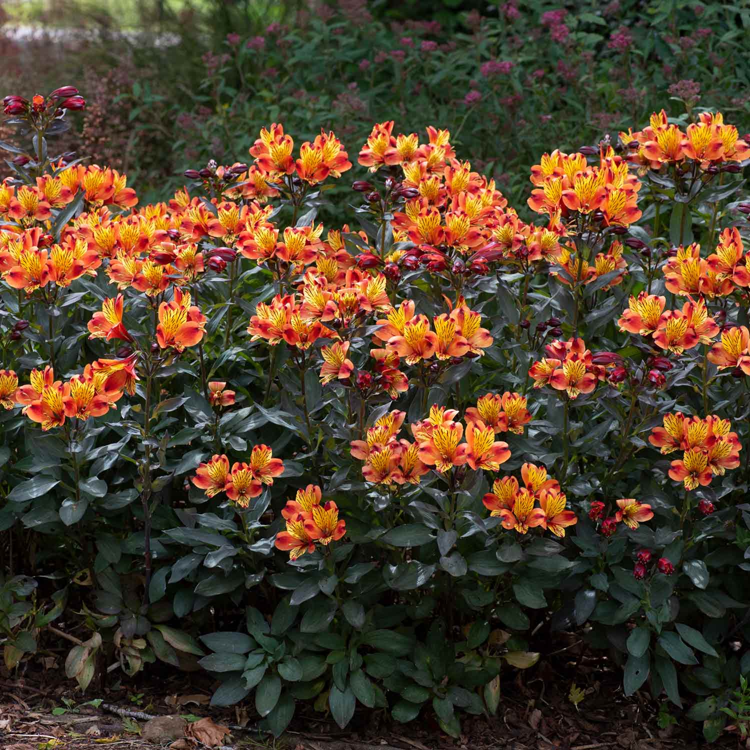 Alstroemeria 'indian Summer' 75cm, Hardy Long-flowering Perennial | 6 x Jumbo Plugs | Orange & Yellow