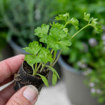 Coriander Plant Large Potted 35cm | 6 x Plug Plants | Green