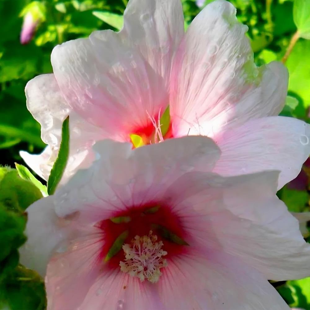 Lavatera Barnsley Flowering Shrub Large Garden Plant In A 3 Litre Pot