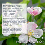 Apple Tree Gala — Bare-root Semi-dwarf M26 | 1 x Bare Root