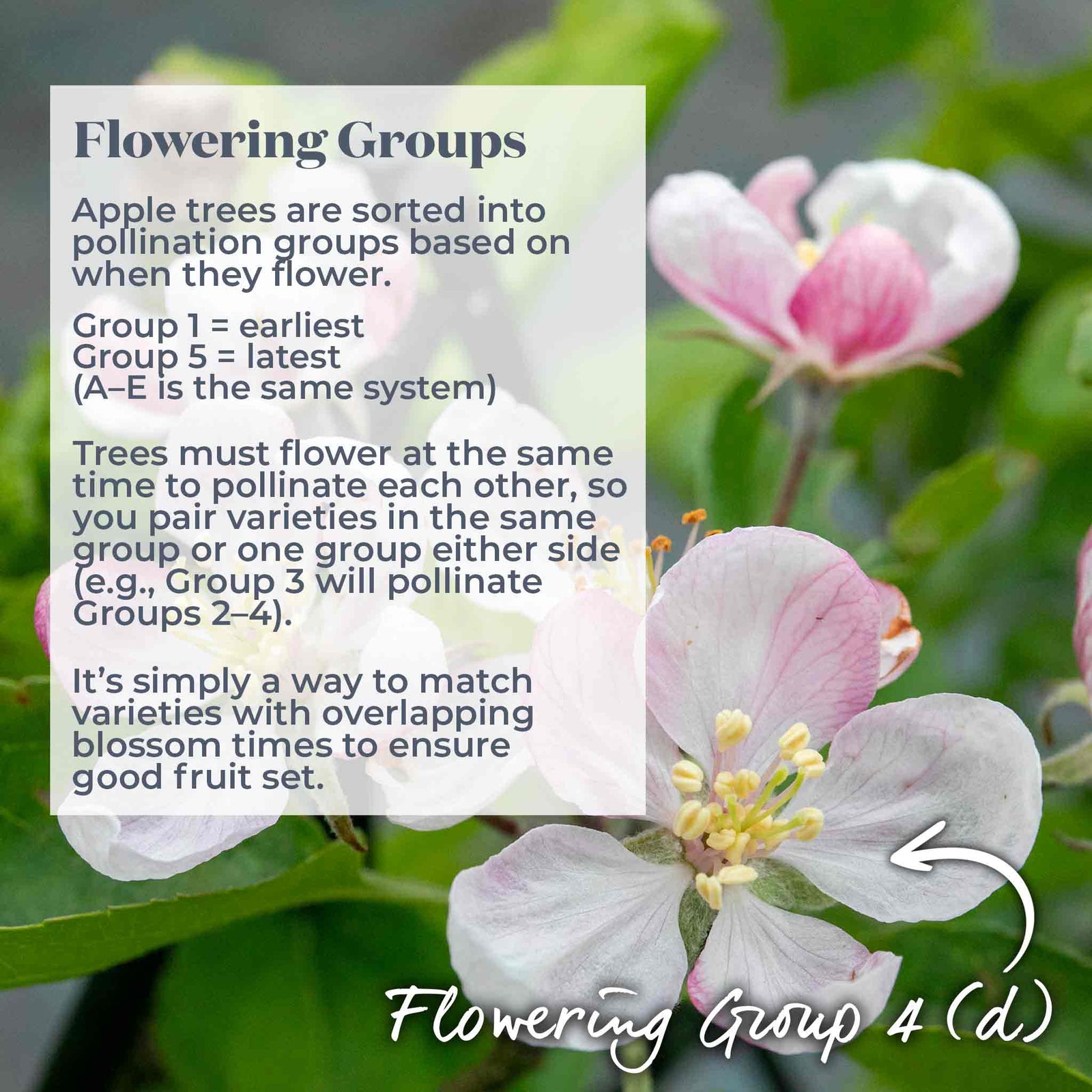 Apple Tree Gala — Bare-root Semi-dwarf M26 | 1 x Bare Root