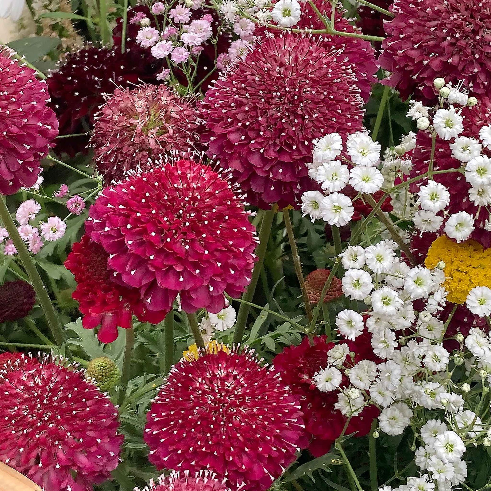 Scabious 'raspberry Scoop' Deep Wine-red Perennial 60-75cm | 12 x Plug Plants | Deep Red