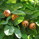 Medlar Nottingham Fruit Tree Uk Hardy 4-5ft Supplied In A 5 Litre Pot