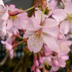 Prunus Kursar Flowering Tree 6ft Tall Supplied In A 12 Litre Pot