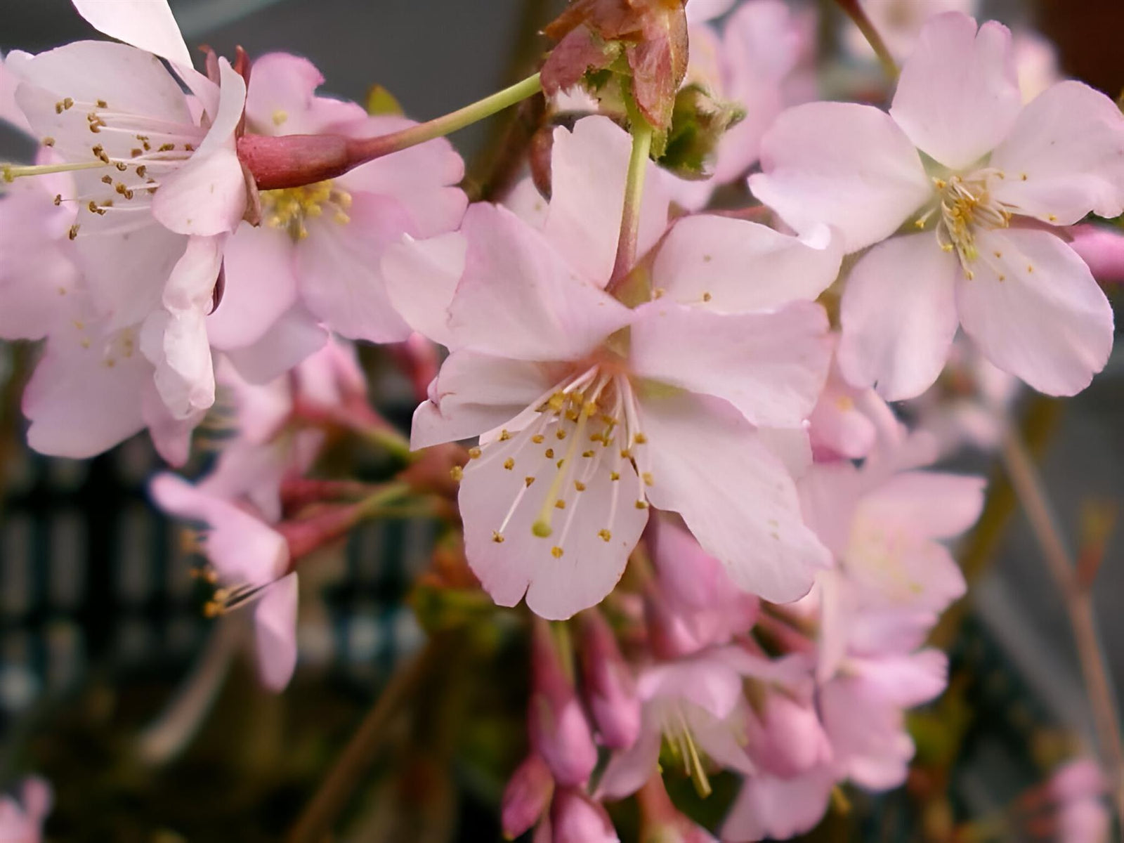 Prunus Kursar Flowering Tree 6ft Tall Supplied In A 12 Litre Pot