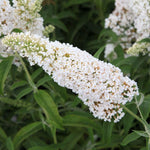 Thompson & Morgan Buddleja Davidii White Profusion 9cm Potted Plant X 1