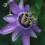 Hayloft Passiflora Lavender Lady - 1 X 9cm Pot