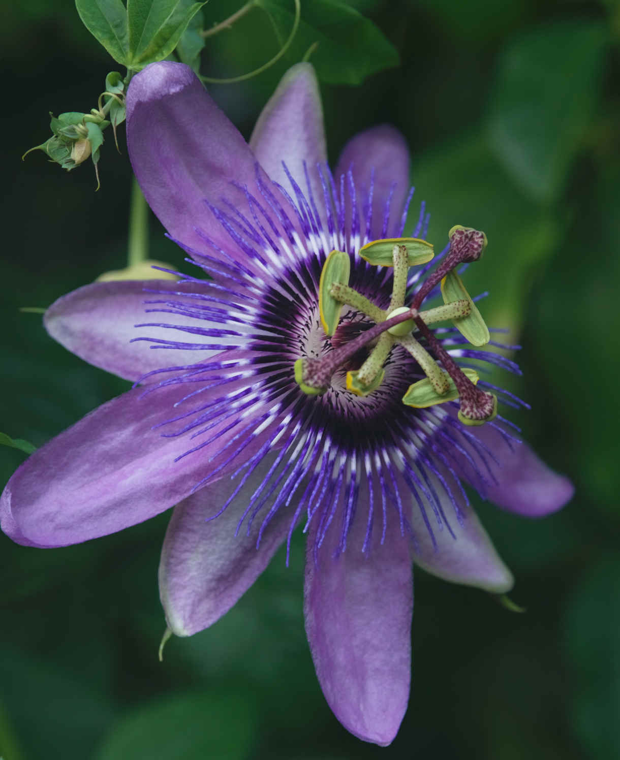 Hayloft Passiflora Lavender Lady - 1 X 9cm Pot