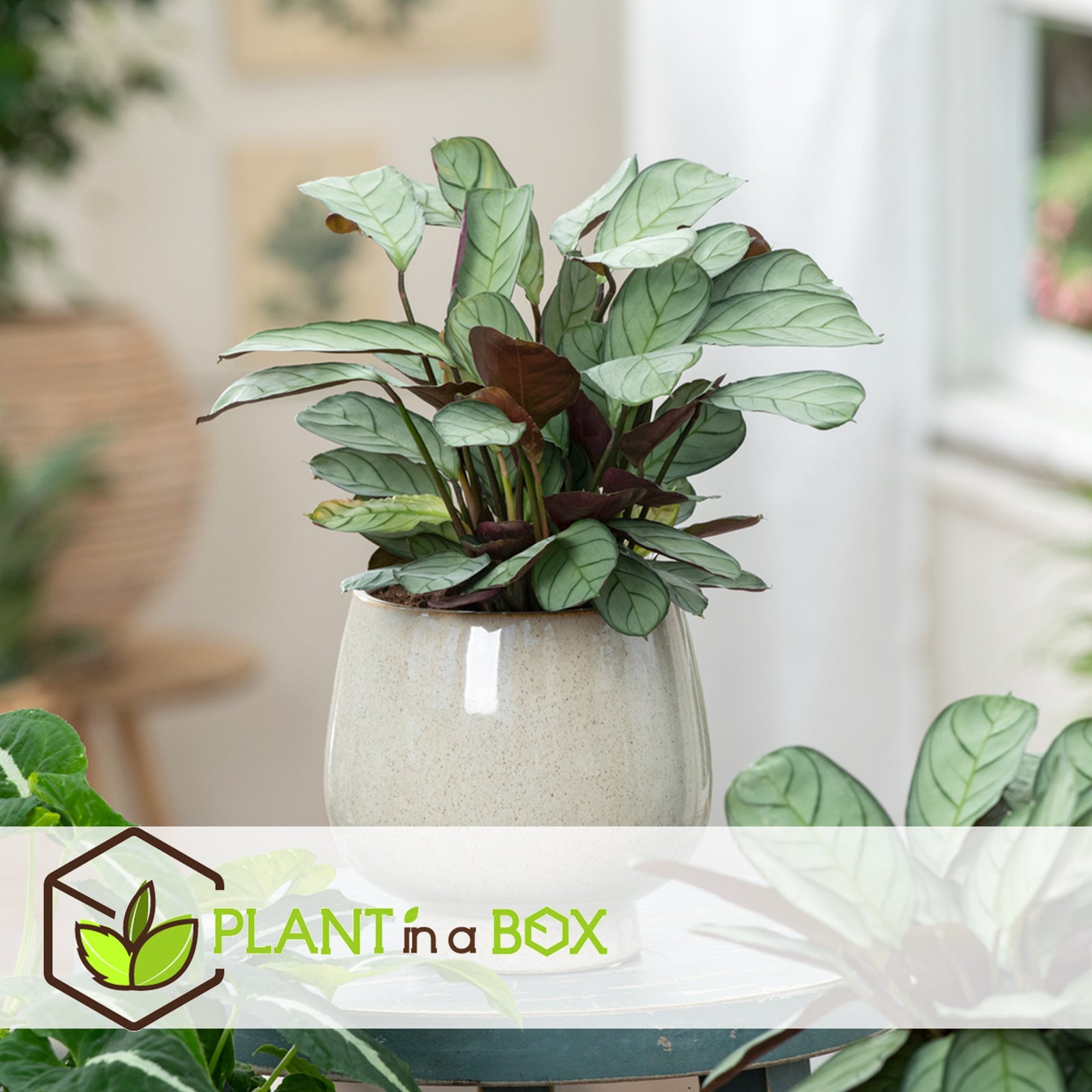 Never Never Plant - Ctenanthe Burle-marxii 'amagris' - Height 25-35cm - ⌀14cm | Set of 1 | Green