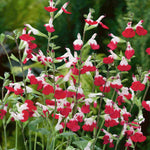 Salvia Microphylla 'Hot Lips' - 9cm Pot | 1 x 9cm | Red