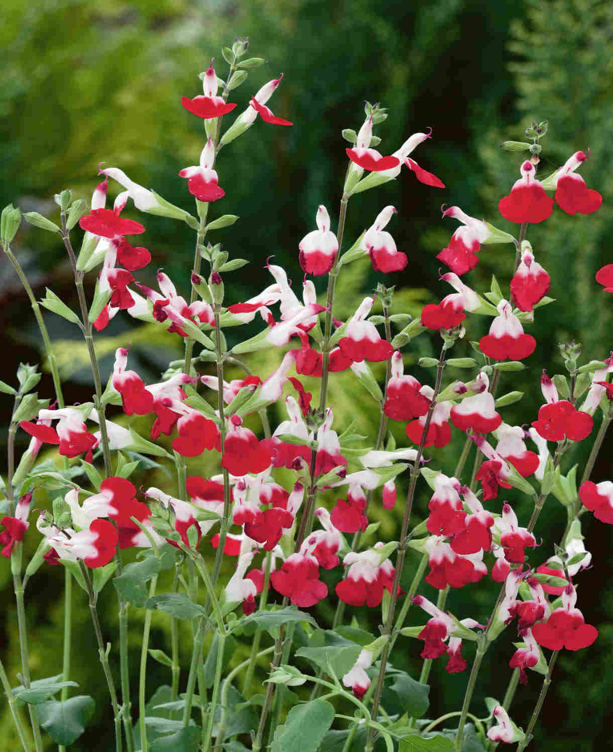 Salvia Microphylla 'Hot Lips' - 9cm Pot | 1 x 9cm | Red
