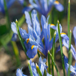 Iris Cantab (reticulata) | 20 x Bulbs | Blue