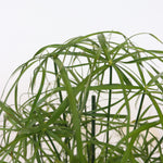 Umbrella Plant - 2 Pcs. - Cyperus Alternifolius - Height 40-50cm - ⌀14cm | Set-of-2 | Green