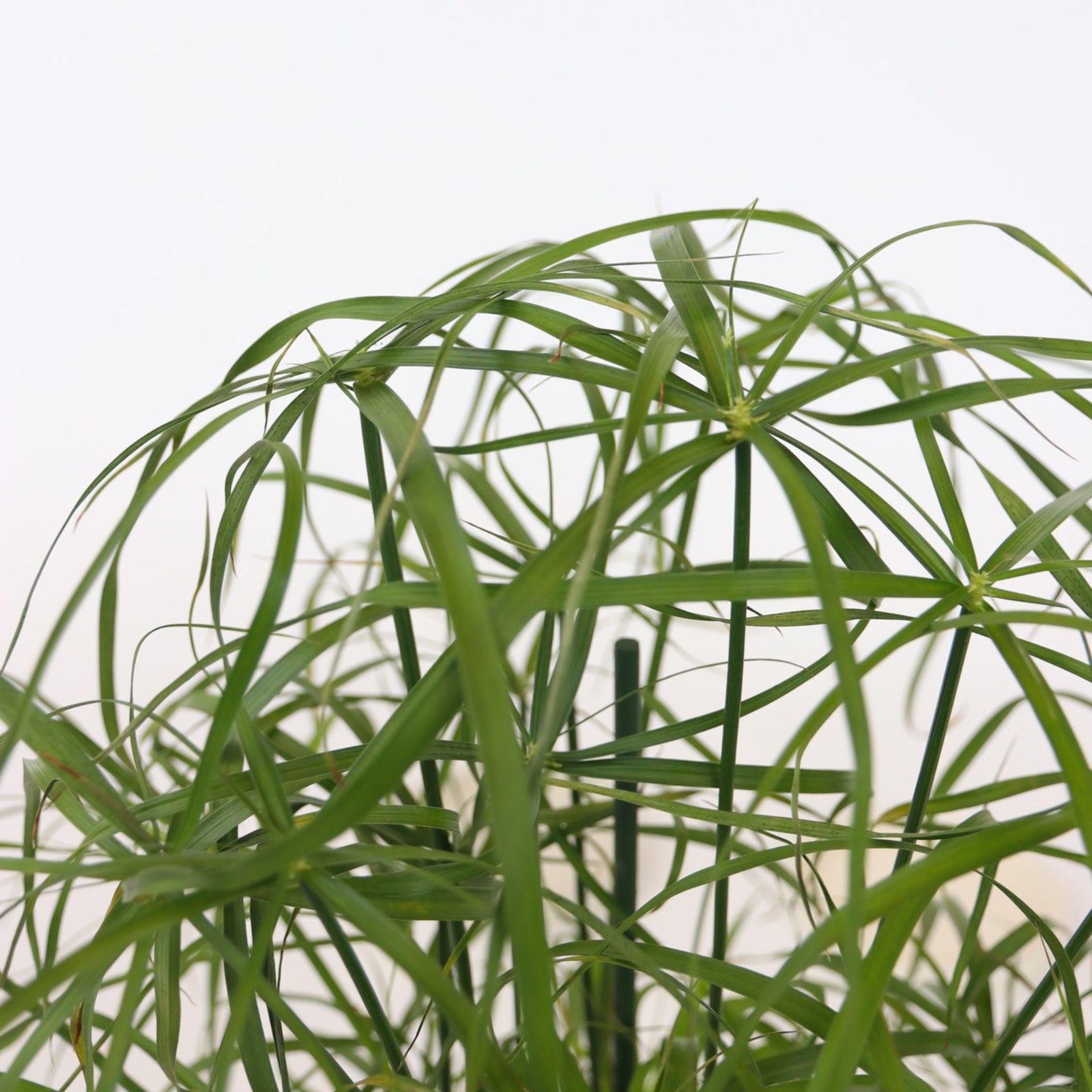 Umbrella Plant - 2 Pcs. - Cyperus Alternifolius - Height 40-50cm - ⌀14cm | Set-of-2 | Green