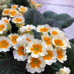 Hayloft Primula Elatior Collection - 9cm Pots