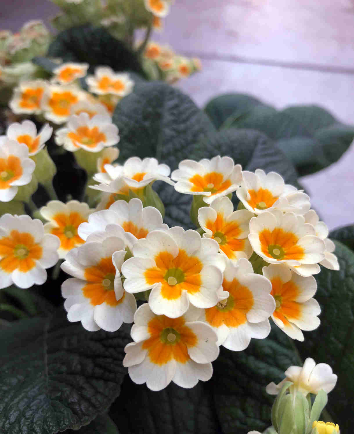 Hayloft Primula Elatior Collection - 9cm Pots