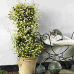 Clematis X Cartmanii 'michiko' - 7cm pot | 1 x 7cm | White