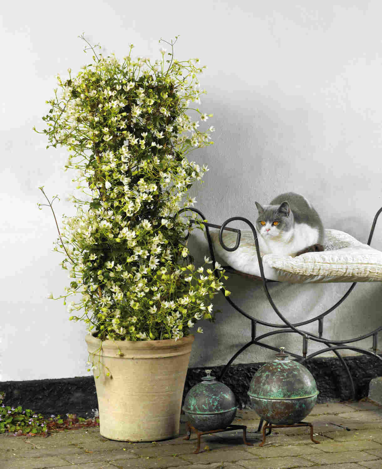 Clematis X Cartmanii 'michiko' - 7cm pot | 3 x 7cm | White