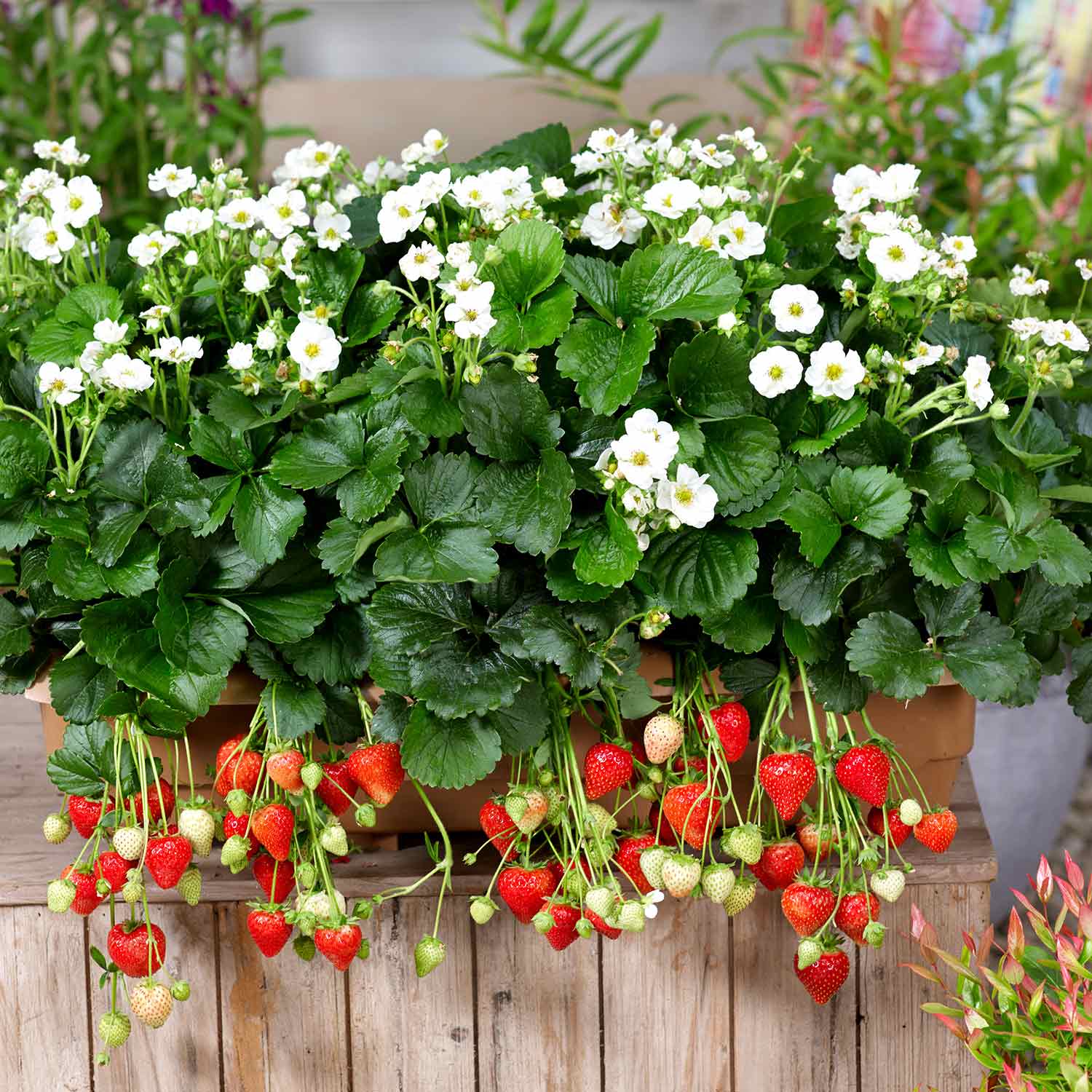 Strawberry 'summer Breeze Snow' F1 Everbearer, Semi-double White Flowers, | Red
