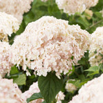Hydrangea Candybelle Marshmallow - 9cm pot | 1 x 9cm | Light Pink