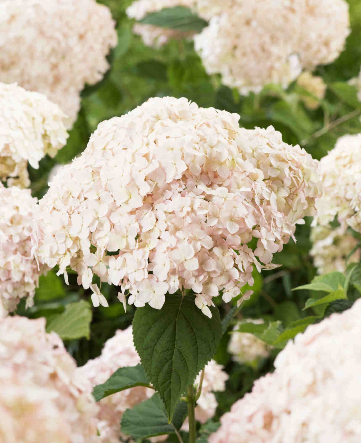 Hydrangea Candybelle Marshmallow - 9cm pot | 1 x 9cm | Light Pink