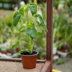 Sweet Pepper Snackbite Orange - Compact Super-sweet Mini Peppers | 6 x 9cm | Orange