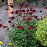 Cosmos 'chocamocha', Chocolate-scented Deep Mahogany-red, 30cm | 1 x 9cm