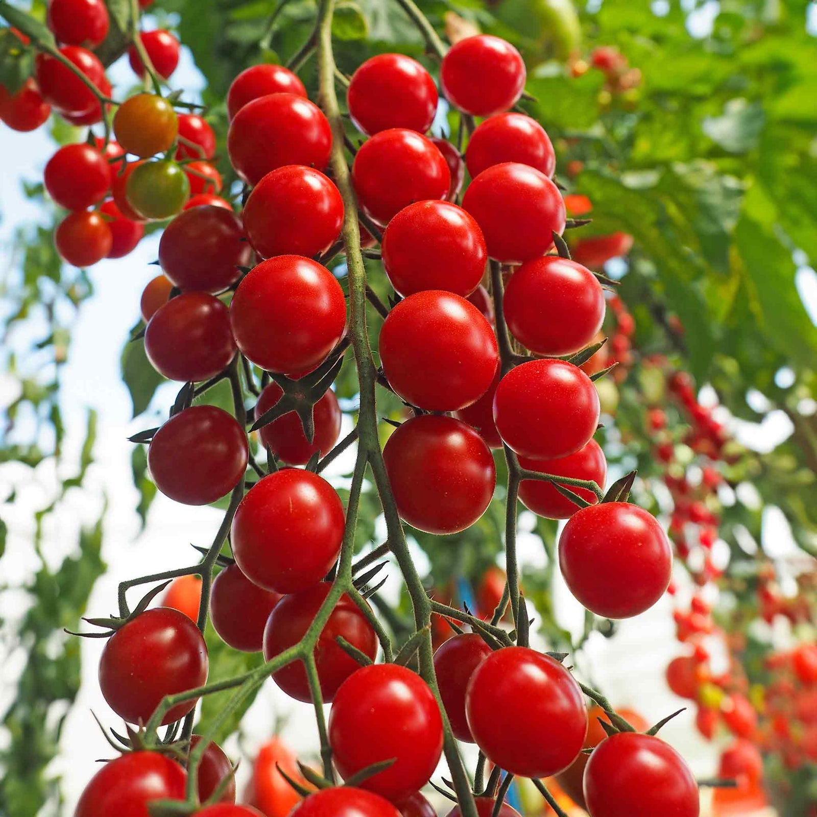 Tomato Crokini - Cherry Cordon Seeds | 8 Seeds