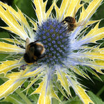 Eryngium 'neptune Gold' - Gold-tipped Electric Blue Perennial | 1 x 9cm | Multi Colour