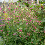 Nicotiana 'whisper Mix' Seeds | 50 Seeds