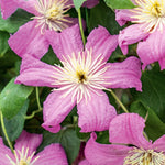 Clematis 'comtesse De Bouchard' Mauve-pink Climber | 1 x 2L | Pink