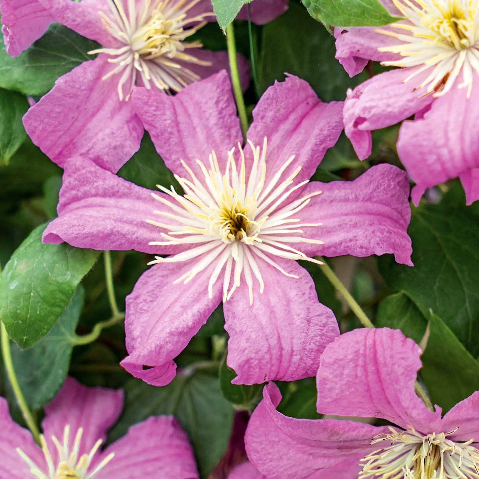 Clematis 'comtesse De Bouchard' Mauve-pink Climber | 1 x 2L | Pink