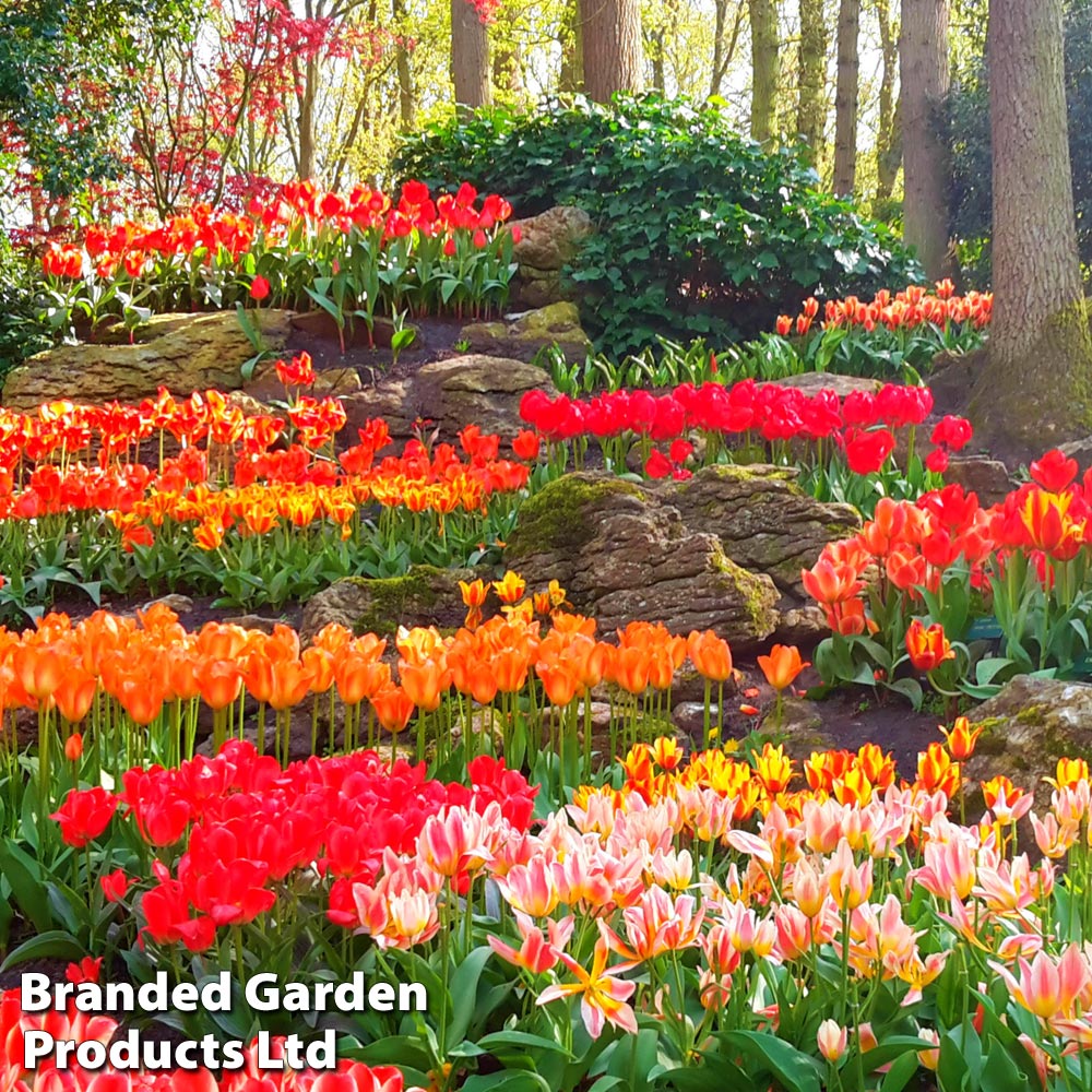 Tulip Ground Cover Mix Bulbs | 50 x Bulbs