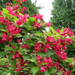 Weigela Bristol Ruby Garden Shrubs Pack Of 3