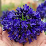 Agapanthus 'midnight Sky' 2l Plant | Set of 1