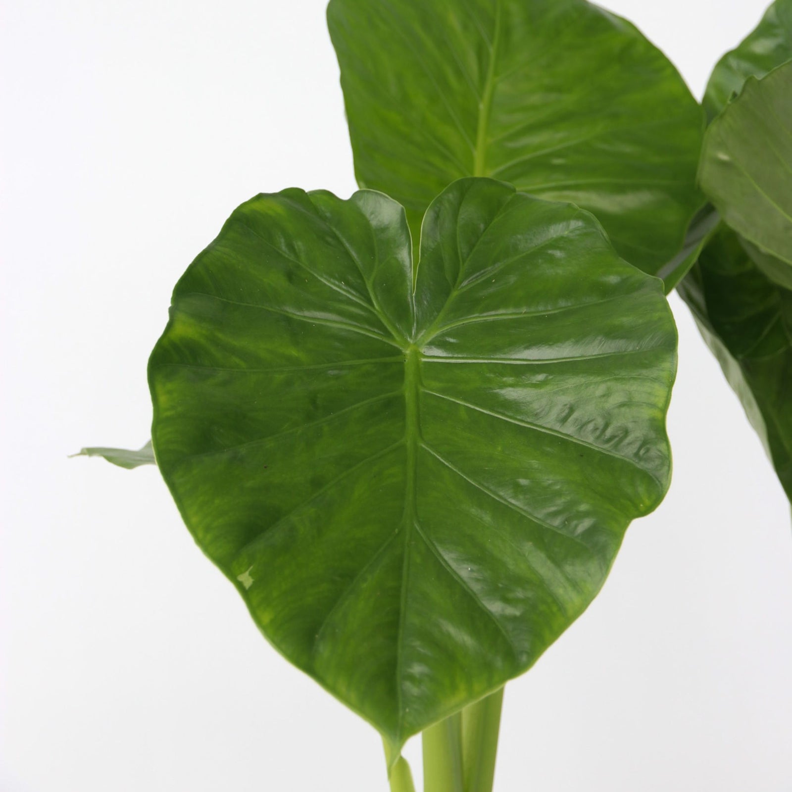 Elephant's Ear - 2 Pcs. - Alocasia 'odora' - Height 55-75cm - ⌀17cm | Set of 2 | Pink