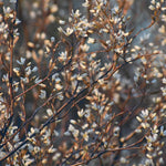 Direct Plants 3x Amelanchier Obelisk Saskatoon Fruit Trees 2-3ft Large In A 3 Litre Pots